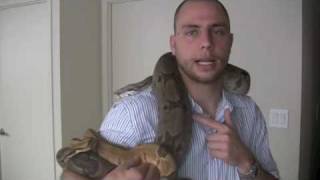 Breeding Boa Constrictors  Episode 3  Delilah and George [upl. by Sadnac]