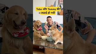 🐕Tobo और Tommy का जघडा  mini wood toy  woodworking art skill  hand crafts shorts pets [upl. by Yaeger]