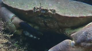 Edible Crab Cancer pagurus  Alum Bay  Isle of Wight [upl. by Kcinom]