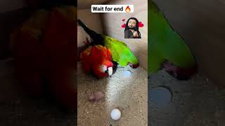 macaw breeding pair🔥  how to breed macaw  shorts [upl. by Nezam356]