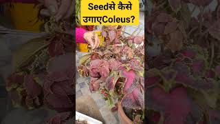 How to Grow coleus plant with seedshorts [upl. by Lehmann]