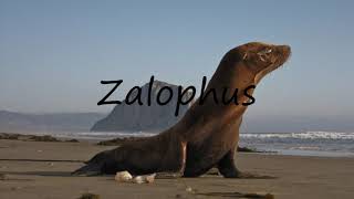 How to Pronounce Zalophus [upl. by Cami]