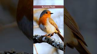 4 Garden Bird Sounds for Beginners  Robin Chaffinch Chiffchaff Great Tit shorts [upl. by Akinna922]