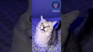 Gato que LADRA se enoja doblaje shortvideos fandub shorts gatos lindo risas gato fypシ fyp [upl. by Carbo]