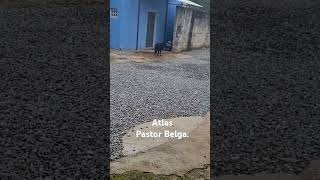 Pastor Belga  Parte 2 [upl. by Kerek]