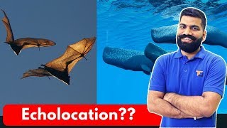 What is Echolocation Eyes for Bats Dolphins Whales and SONAR Explained [upl. by Sisto]