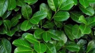 A focus on Cherry Laurel hedging All you need to know about Prunus laurocerasus Rotundifolia [upl. by Llarret293]