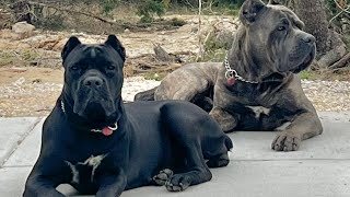 CANE CORSO Dogs work as a Pack to PROTECT Best GUARD DOG [upl. by Ivar]