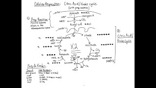 Cellular Respiration Pyruvate Oxidation amp Citric Acid Cycle  basic steps without enzymes [upl. by Reitman]