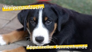 WauTV  Appenzeller Sennenhunde Welpen Aufzucht [upl. by Haff]