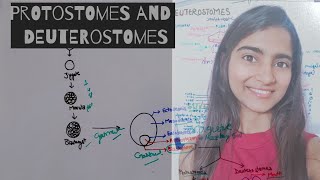 Protostomes and Deuterostomes  differentiate protostome from Deuterostomes Animal kingdom Class 11 [upl. by Dimphia]