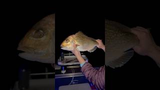 Snapper Tauranga Harbour snapper girlfishing tauranga salisbury nz softbaits newmusic [upl. by Derfla]