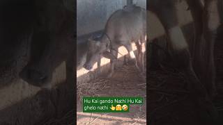 Hu Kai gando Nathi re Hu Kai ghelo nathi re jigneshdada gujaratisongstatus comedy funny video [upl. by Mckenna]