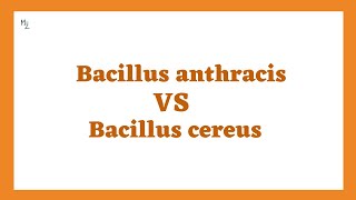 Bacillus Anthracis Vs Bacillus Cereus [upl. by Stultz]