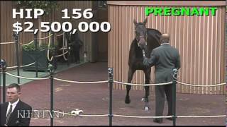 2014 November Breeding Stock Sale Hip 156  Naples Bay [upl. by Federico]