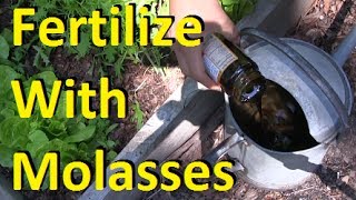 How to Fertilize Your Garden With Molasses [upl. by Niamreg]