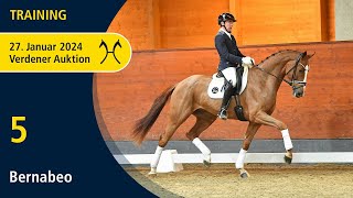 Verden Auction Online Jan 27  Training  No 5 Bernabeo by Benicio  Sir Donnerhall I [upl. by Pippas]