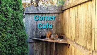 Corner Cafe Breakfast [upl. by Habeh]