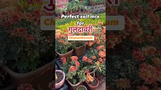 How to prepare soil mix for chrysanthemums soil [upl. by Georgi]