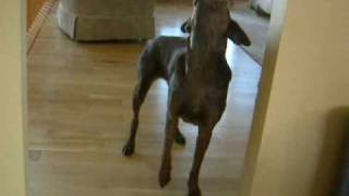 Rook howling at the tornado sirens chocolate lab dog [upl. by Jodie]