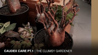 Caudex care tips in Hong Kong  THE CLUMSY GARDENER [upl. by Hermann]