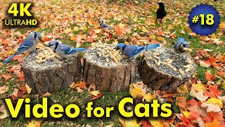 4K TV For Cats  Windy Fall Day  Bird and Squirrel Watching  Video 18 [upl. by Ialocin]