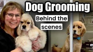 LIVE Dog Grooming CockapooShih Tzu’s Cavalier Yorkies Pomeranian Schnauzer Mixes Shiba Inu [upl. by Hinda491]