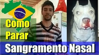 Sangramento Nasal Canino Resolvendo na Prática [upl. by Bikales]