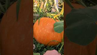 Atlantic giant pumpkins pumpkin gardening garden plant plants vegetablegarden nature growth [upl. by Isnyl]