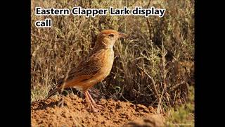 Eastern Clapper Lark display call [upl. by Aihsekan]