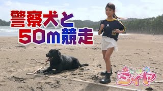 警察犬と50ｍかけっこ競走♪ サキーラさんは、かけっこで警察犬に勝てるのか？ 真剣勝負です！ぜひ、ご覧下さ～い♪ [upl. by Walter]