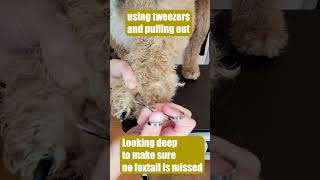 Foxtails Suck  How to remove embedded foxtails in a dogs foot ouch  Ginas Grooming [upl. by Acherman]