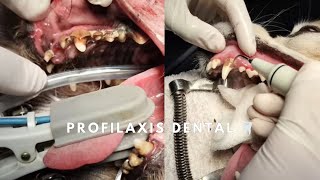 Profilaxis dental o Limpieza dental en PERROS [upl. by Rhee570]