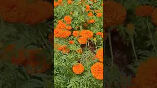 Marigold farming Floriculture [upl. by Rhianon]