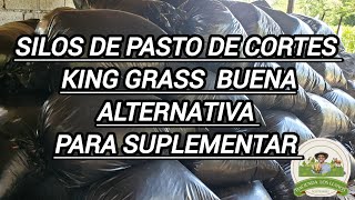 Porque hacer silos de pasto de corte Kingrass como suplemento [upl. by Indyc279]