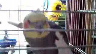 Elmo the Cockatiel Sings and Dances [upl. by Modnarb]