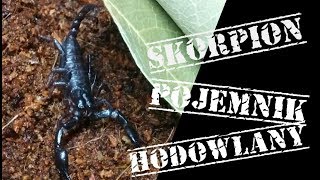 Skorpion Heterometrus petersii  pojemnik hodowlany [upl. by Oech844]