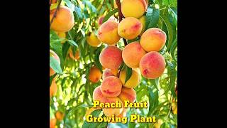 How to Growing a Peach Tree From Seed  Super Easy । How To Grow Peaches From Pit।shorts।Kapu Gamit [upl. by Lunna]