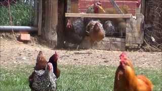 Funny Running Chickens [upl. by Lynnette]