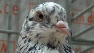 oriental roller fancy pigeon [upl. by Gary]