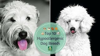 Top 10 Hypoallergenic Dog Breeds [upl. by Hsital]