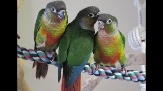 7 Week old Babies Yellow Sided Green Cheek Conure Brothers [upl. by Heinrich]