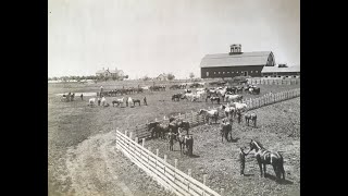 Pipestone County Percheron Horse Farm [upl. by Phalan]