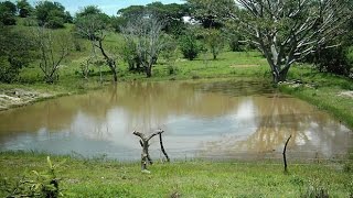 El Jaguey un medio de producción Acuícola  TvAgro por Juan Gonzalo Angel [upl. by Malloy436]