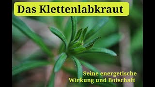 Das Klettenlabkraut  Seine energetische Wirkung und Botschaft [upl. by Kcam]