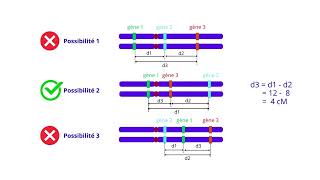 Carte factorielle de trois gènes liés [upl. by Dudden771]