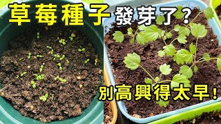 草莓发芽后就死了？教你这3招，做到了草莓唰唰长，结果又大又红！园艺 盆栽草莓 strawberry strawberry in pots【手艺人飞羽】 [upl. by Tung]