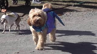 Halloween Pet Parade in Monroe County [upl. by Barlow]