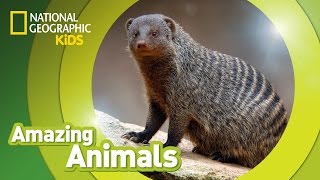 Banded Mongoose  Amazing Animals [upl. by Hairu684]