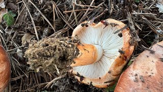 Tricholoma batschii Tricholoma fracticum October 27 2024 [upl. by Bevus]